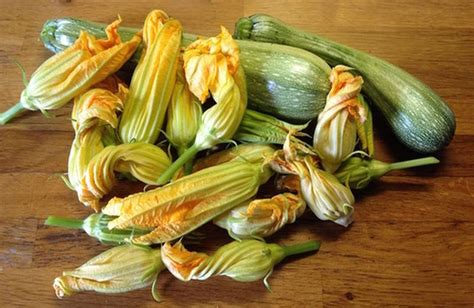 Fiori Di Zucca Benefici E Ricette Cure Naturali It