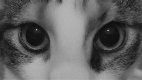 Cute Cat Wallpaper with Cat Eye and Eyeliner