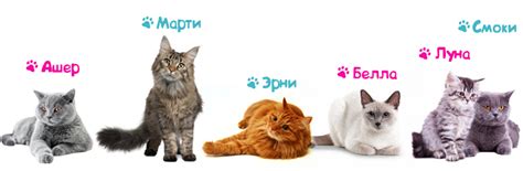 Клички и имена для кошек и котов - как назвать котенка мальчика и ...