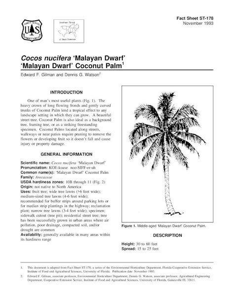 PDF Cocos Nucifera Malayan Dwarf Malayan Dwarf Coconut Palm