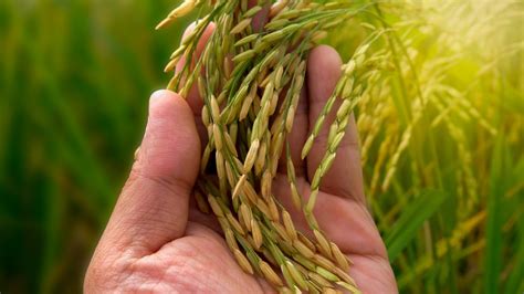 Plantação de arroz dicas para otimizar a produção Syngenta Digital