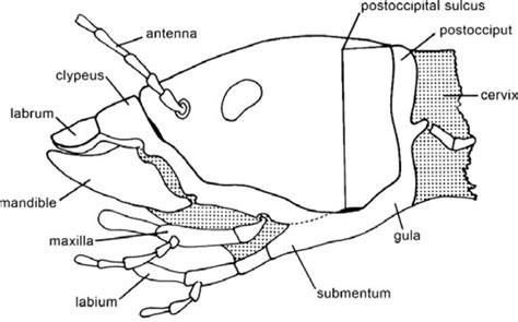 INSECT HEAD AND IT'S ORIENTATION - AgriShorts