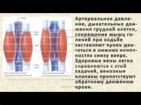 Смотреть Мазь От Варикоза Китай - Китайские Мази От Варикоза - YouTube