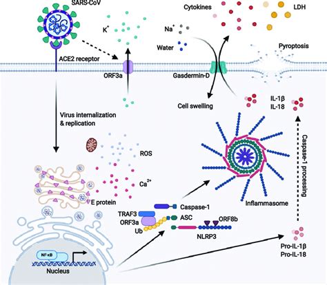 Activation Of The Nlrp Inflammasome By Sars Cov Sars Cov E Protein