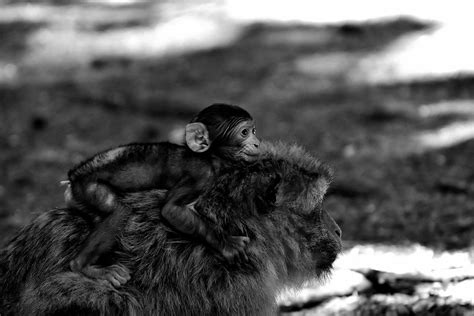 Baby Monkey Barbary Macaque Free Photo On Pixabay Pixabay