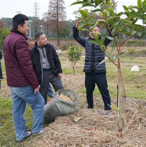 怀集农技人员深入田间地头 送上温暖“处方”防寒工作指导