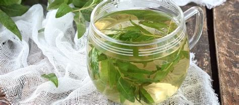 Lemon Verbena Benefits Kent Tea And Coffee Co