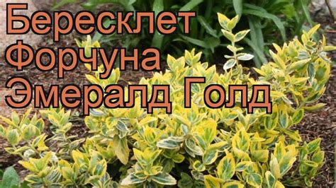 Бересклет форчуна Эмералд Голд 🌿 обзор: как сажать, саженцы бересклета ...