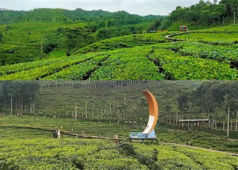 Wisata Vibes Menyusuri Keunikan Dan Keindahan Kebun Teh Gunung Gambir