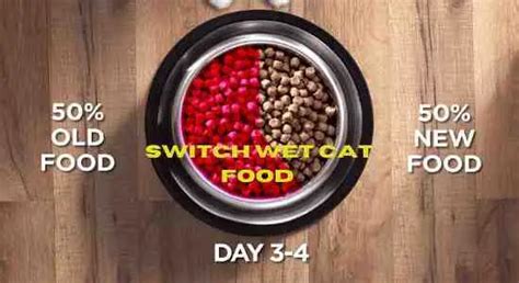 How To Switch Wet Cat Food Brands Best 5 Way Perfect Cat Food