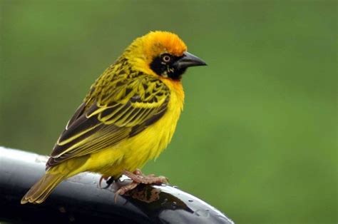 Our South African Adventure: Weaver Birds