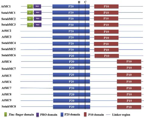 Schematic representation of the conserved motif compositions of ... 
