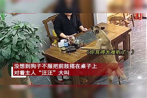 狗子突然上桌遭男主人谩骂，狗不服气回怼差点打起来，女子笑疯了