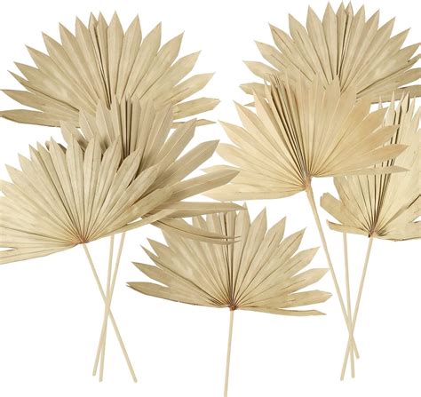 Amazon Chenkaiyang Pieces Large Dried Palm Leaves Decor Sun