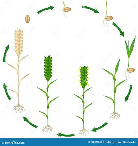 List 90 Pictures Stages Of Wheat Growth Pictures Excellent