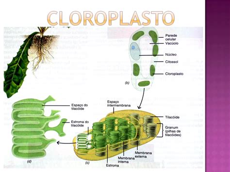 Cloroplastos Y Mitocondrias PPT