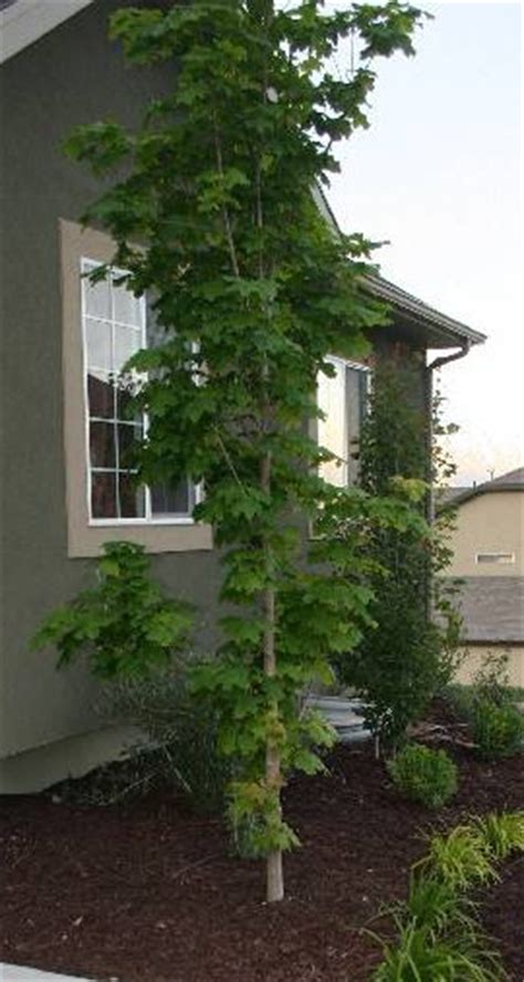 Columnar Norway Maple | Plants & Trees In Eagle Mountain, UT