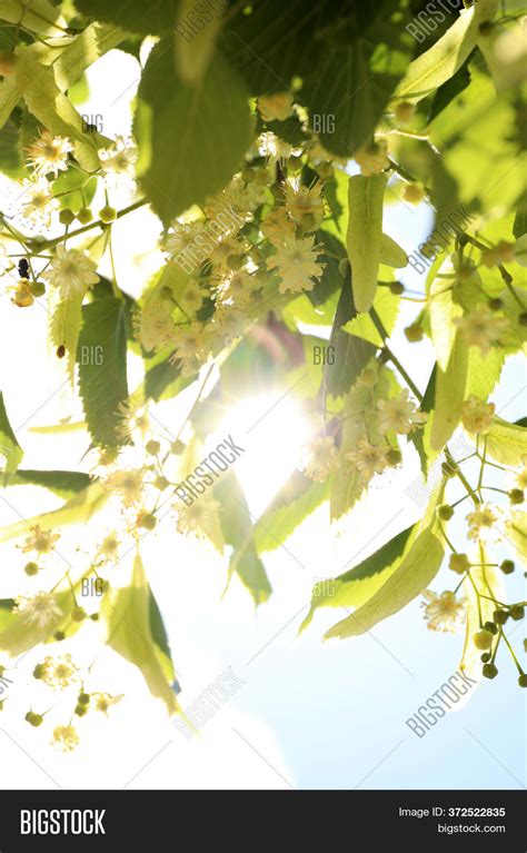 Green Linden Tree Image And Photo Free Trial Bigstock