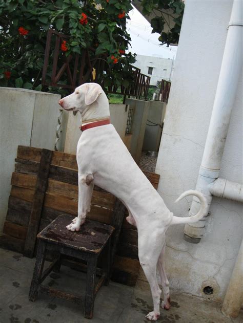 Rajapalayam Dog Breed Information, Photos | DogExpress