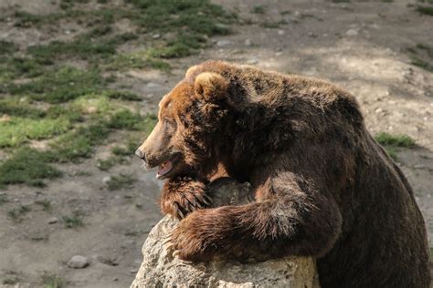 Free stock photo of alaska, bear, claw