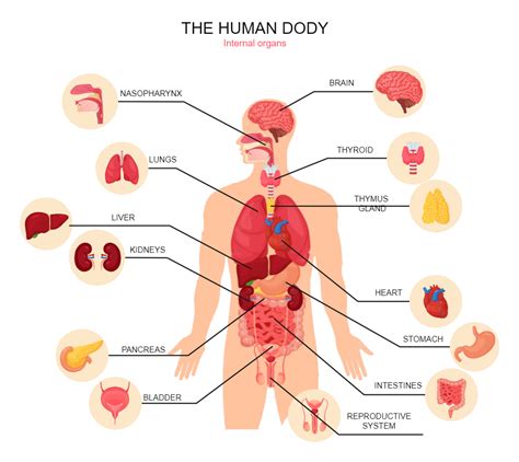 Human Body Diagram Human Body Organ System Human Digestive System