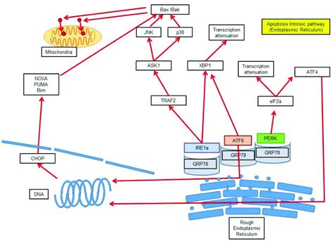 Apoptosis Intrinsic Endoplasmic Reticulum Er Pathway Schematic