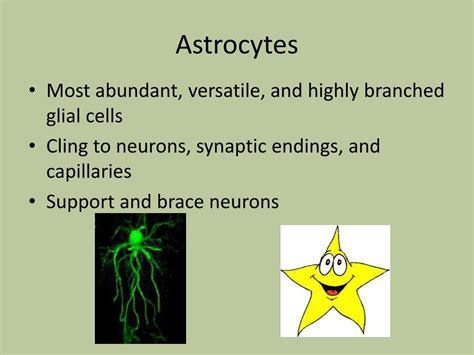 PPT This Week Monday And Tuesday Nervous System Overview