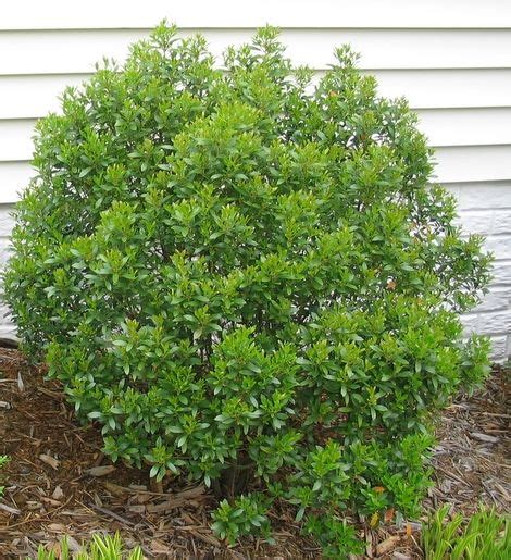 Inkberry Holly Is Native And Evergreen Behnke Nurseries Gardening