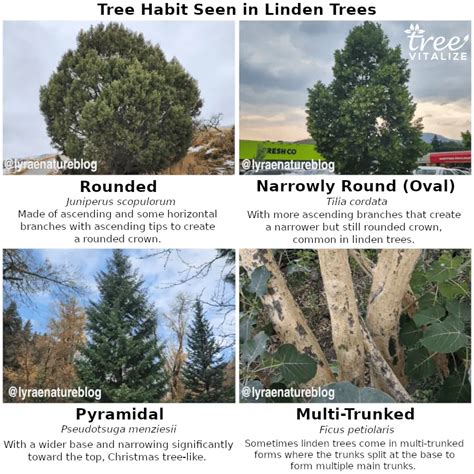 How to Identify Linden Trees (Leaf, Bark, Flowers & More)