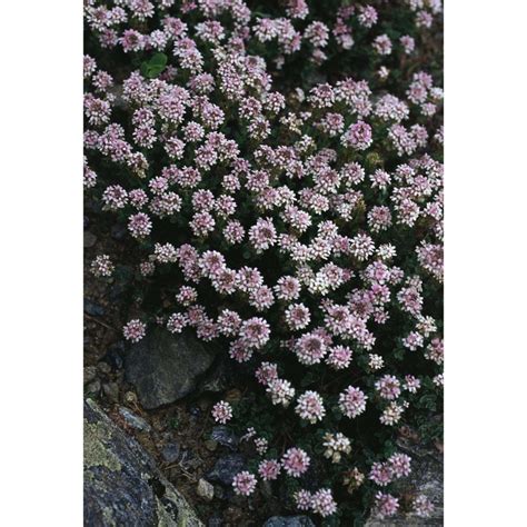 Aethionema Thomasianum J Gay Anthosart