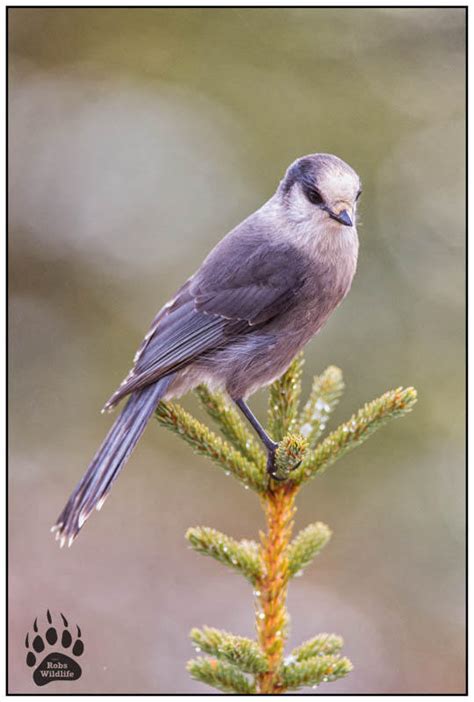 Alaskan Gray Bird Alaska Robswildlife