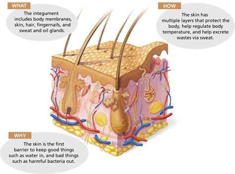 31+ Chapter 4 Skin And Body Membranes