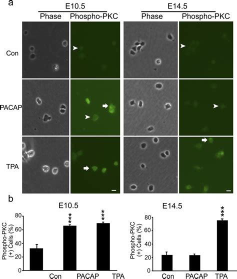 Pro And Anti Mitogenic Actions Of Pituitary Adenylate Cyclase