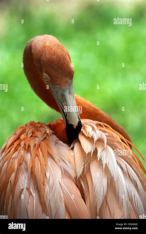 American Flamingo in Ardastra Botanical Gardens in Nassau Stock Photo