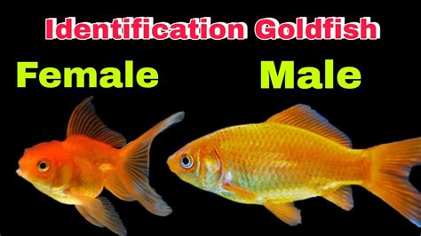 How To Identify Goldfish Male Female Aquariumworldtelugu GOLDFISH