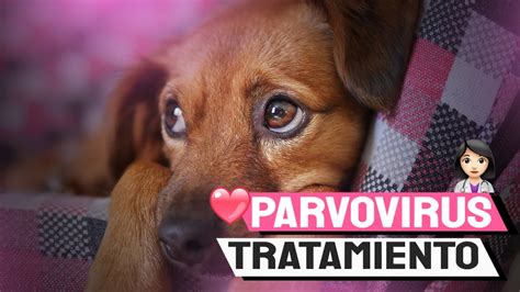 Parvovirus En Perros Cachorros Sintomas Tratamiento Como Tratarlo