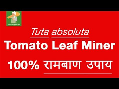 Tuta Absoluta Control In Tomato Tomato Leaf Miner Control