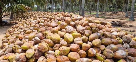 A Grade Whole Husked Coconut Patta Packaging Size Kg Coconut