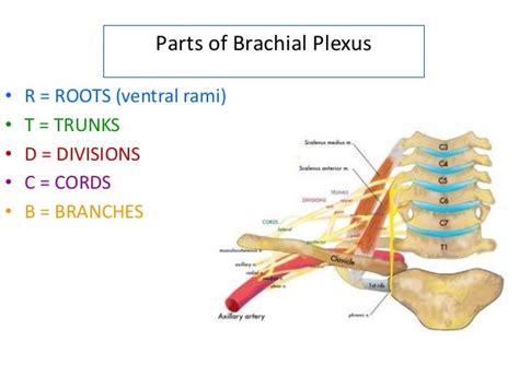 Brachial Plexus Applied Anatomy