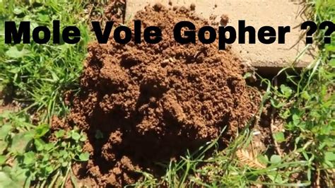 Identifying Moles Voles And Gophers In Your Lawn