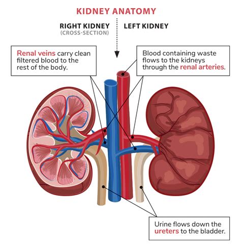 The realities of renal care