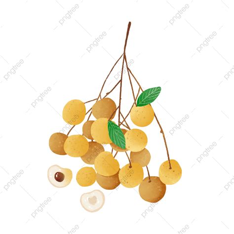 Hand Drawn Longan Element Material Longan Fruit Autumn Fruits Png