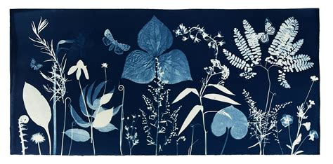 Julia Whitney Barnes Cyanotype Watercolor Paper Rose Of Sharon