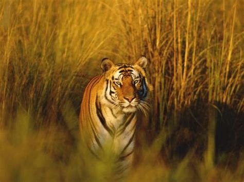 10 Facts about Bengal Tigers | Fact File