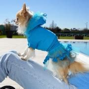 Luxury Dog Clothes and Fashionable Apparel - Vanity Pet