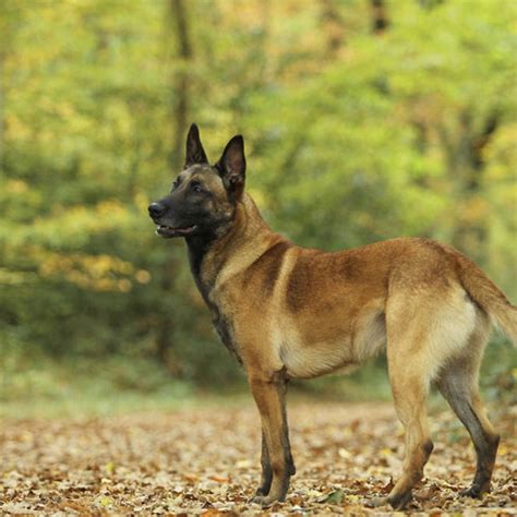 Meilleur Chien De Garde Maison | Ventana Blog