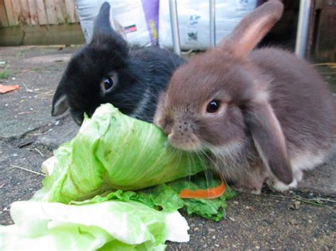 Conejo Características Hábitat Alimentación Y Comportamiento