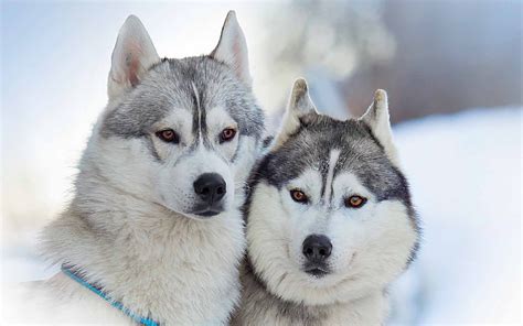 Siberian Husky Hd Wallpapers Pixelstalknet