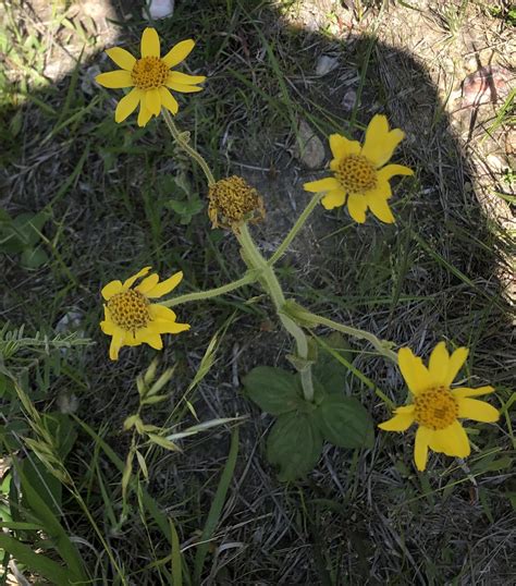 Arnica Acaulis Walter Britton