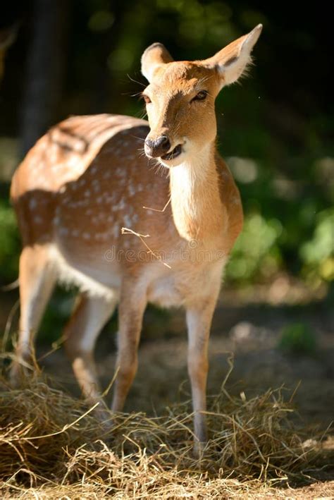 Sika deer stock photo. Image of park, animal, japan - 108683140